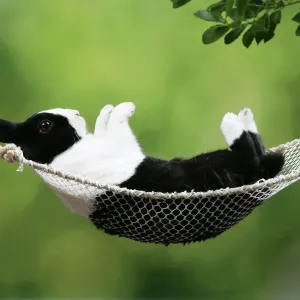 Rabbit in a Hammock Print Rabbit in a Hammock Print