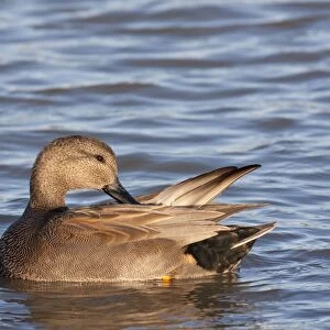 Gadwall - adult male preening on the water. England, UK