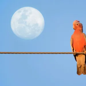 Galah - a pair of Galahs in love sit on a rope with the full moon in their background - Northern Territory, Australia