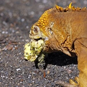 Galapagos Land Iguana - eating a cactus fruit - Santa Cruz Island - Galapagos
