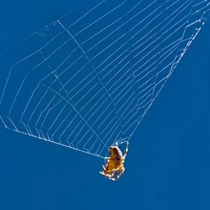 Garden Spider on broken orb web Norfolk UK