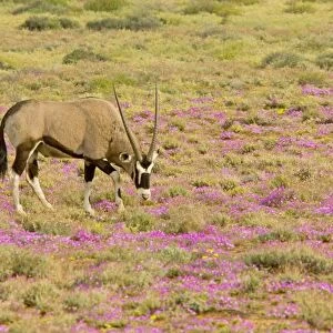 Gemsbok / Oryx - among flowers in a wet spring; Goegap reserve, Namaqualand, South Africa