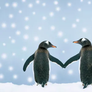 Gentoo Penguin - pair holding hands in the snow