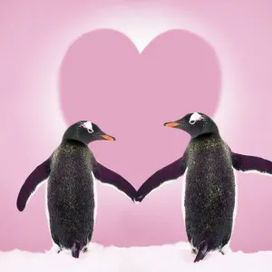 Gentoo Penguin - pair holding hands with Valentine's heart