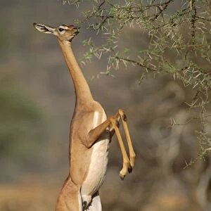 Gerenuk - female standing on hind legs to feed - Samburu National Reserve - Kenya JFL01332