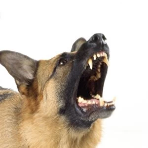 German Shepherd Dog - aggressive