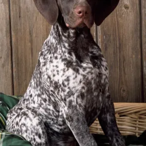 German Shorthaired Pointer