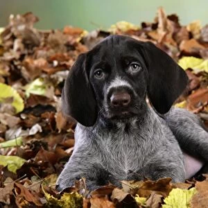 German Wire-Haired Pointer Dog - puppy (8 weeks old) sitting in leaves