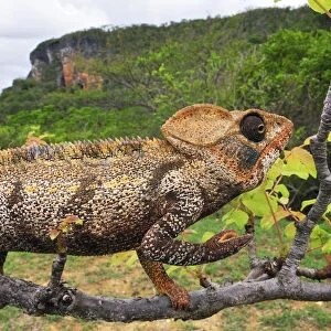 Giant Madagascar / Oustalet's Chameleon - male on branch - Montagne des Francais Reserve - Antsiranana - Northern Madagascar