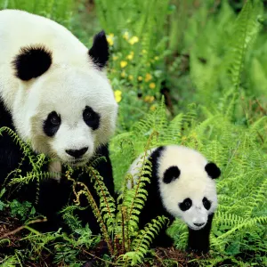 Ursidae Fine Art Print Collection: Giant Panda