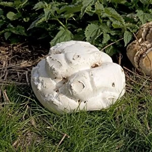 Giant Puff Ball - in field surrounded by nettles - Mickleton - Cotswolds - UK
