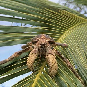 Giant Robber / Coconut Crab WAT 5923 On palm leaf, Indian Ocean Birgus latro © M. Watson / ARDEA LONDON