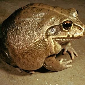 Giant / Round frog - a cannibal species