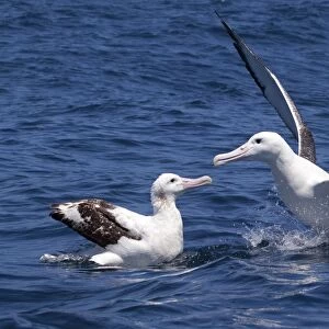 Gibson's Albatross - on the water - the size difference of these two birds is marked. The smaller bird on the left would be a female Gibson's Albatross and the bird on the right a large male Southern Royal Albatross