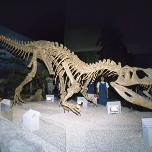 Gigantosaurus Dinosaur Skeleton - Argentina