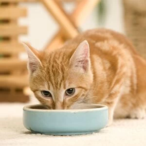 Ginger Cat - eating from bowl