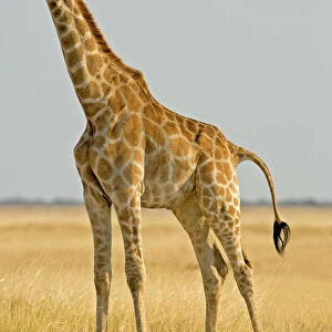 Giraffidae Tote Bag Collection: Giraffa