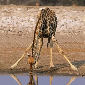 Giraffe - Drinking at Waterhole, Etosha National Park, Namibia, Africa MA000630