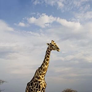 Giraffe - portrait after a heavy rain shower - Etosha National Park - Namibia - Africa