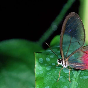 Glasswing Butterfly Brazil, Columbia, Ecuador