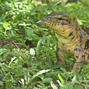 Lizards Collection: Gold Tegu