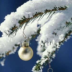 Golden balls on a pine branch with snow Christmas tree decoration