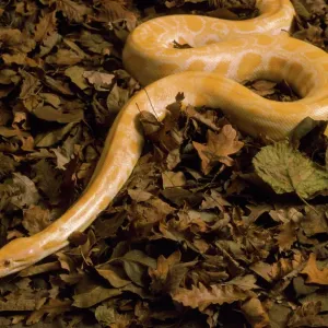 Golden Burmese Python - Albino Print Golden Burmese Python - Albino Print