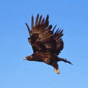 Golden Eagle in Flight Print - Aquila chrysaetos Golden Eagle in Flight Print - Aquila chrysaetos