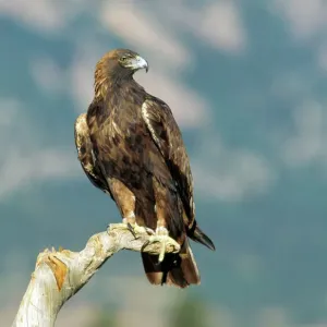Golden Eagle Print - Perching on Branch, Aquila chrysaetos Golden Eagle Print - Perching on Branch, Aquila chrysaetos