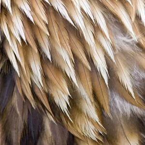 Golden Eagle Feathers