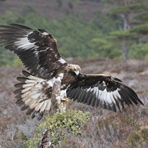 Golden Eagle - Moors - Aviemore - Scotland