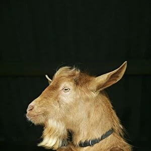 Golden Guernsey Goat looking over stable door