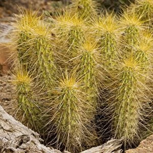 Golden Hedgehog Cactus Echinocereus nicholii. Sonoran desert, Mexico and Arizona