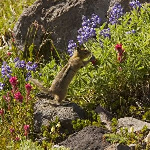 Sciuridae Collection: Cascade Golden-mantled Ground Squirrel