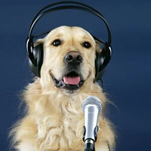 Golden Retriever Dog - with microphone & head phones