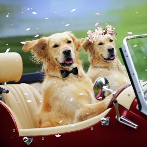 Golden Retriever Dog - wedding couple in car Digital Manipulation: Dog on right (JD) bow tie (JD) Flowers (JD)