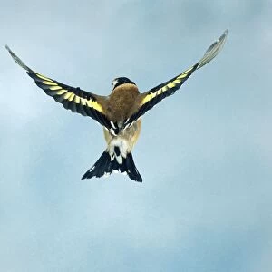 Goldfinch Female In flight wings spread