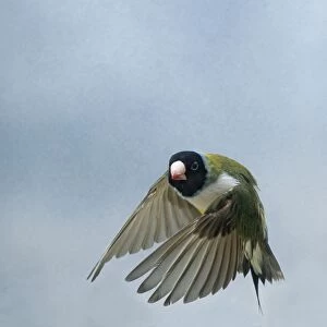 Gouldian Finch In flight turning head on wings down