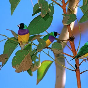 Gouldian Finch -Group in tree, Katherine Gorge, Northern Territory, Australia, scarce nomad of open woodland in North Australia JPF29088