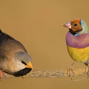 Gouldian Finch red-headed morph and Long-tailed Finch About 24% of the population are red-headed morphs. Gouldian Finches occur across the Top End from the Kimberley to the far north of Queensland but in much smaller numbers than