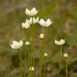 Grass of Parnassus (Parnassia palustris) in flower. Scotland