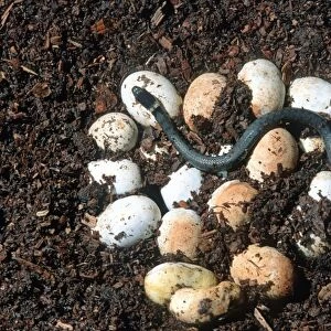 Grass snake clutch of eggs - one just hatched Cotswolds, UK