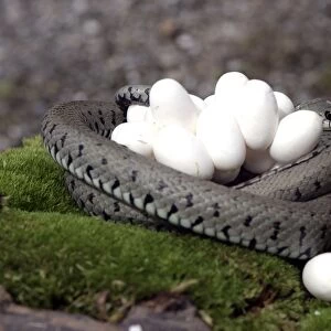 Grass Snake - wrapped around mass of eggs