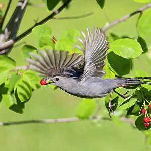 Mockingbirds And Thrashers Collection: Gray Catbird
