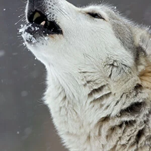 Gray / Grey / Timber Wolf - male howling in snow - controlled conditions