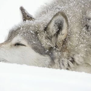 Gray / Grey / Timber Wolf - male sleeping in snow - controlled conditions