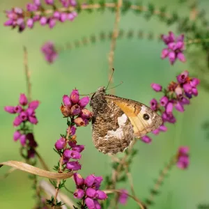 Grayling Butterfly Print (Hipparchia semele) JAB-3375