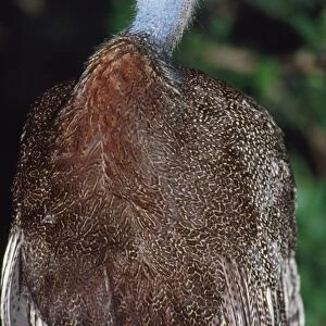 Great Argus Pheasant - threatened Sumatra, Borneo