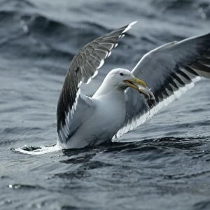 Great Black-Backed Gull - With fish North Sea, UK BI005601