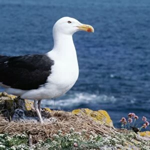 Great Black-backed Gull - standing on nest with chicks